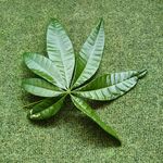 黑白棋子_muGM