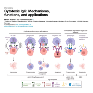 045-Cytotoxic IgG: Mechanisms, functions, and applications