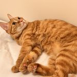 被占用名字的小猪