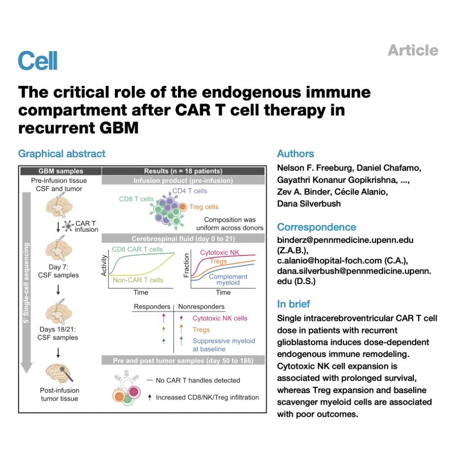 1223-Host Immune Dynamics After CAR T Therapy in GBM episode artwork