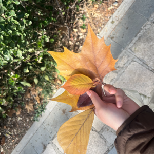 E011 或许专注于当下的幸福，好事会突然发生