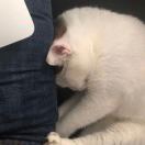 刘成Nick不在线有事留