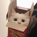 Noooli