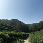 绿茶喝了身体好