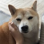 徐明软