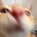 崽崽-小果叮打怪版