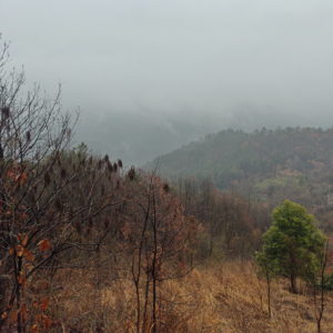 鬼台第489期：卧室枯楼