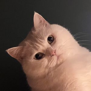 小凡凡beta
