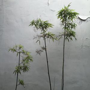沉冰