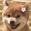 汪懵懵
