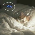 softwind_