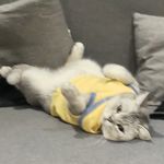 哇塞那你好厲害