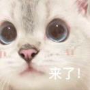 小星星_hV8y
