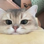 亦蕊