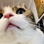 波斯湾里游泳的猫