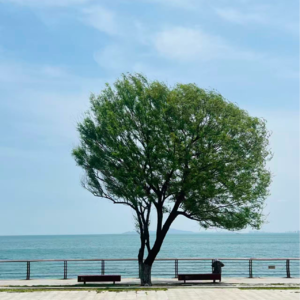 EP.32 《金钱的艺术》：当心理红利与静默复利来敲门 | 淘金