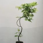 _伊然
