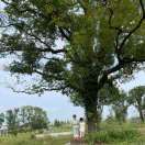 robin_tmhA