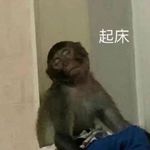 小饼干鸭