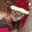 小水宝宝回家版