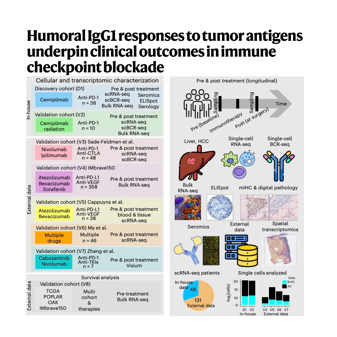 586-IgG1 Plasma Cell Responses to Immune Checkpoint Blockade episode artwork