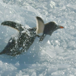 BBC Earth｜小企鹅的生死考验