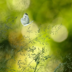 绿植主题香水｜穿越人海的一阵绿风