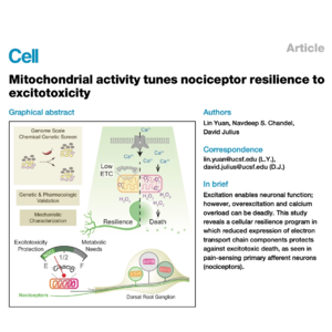 136-ETC Suppression Boosts Resilience to Excitotoxicity