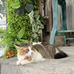 猫sir
