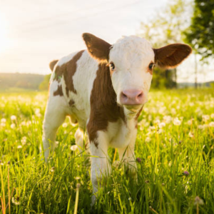 牛马与绽放不可兼得 feat. 魏舒