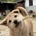 比丘国王子