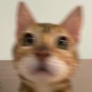 只能叫Mi咪