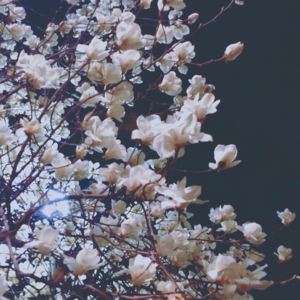 春天是一首浪漫诗