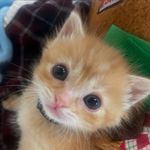 俺不中嘞咋老是重复