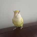 汪汪碎冰冰i