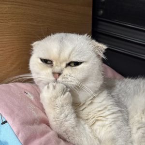 哈姆雷特不吃土