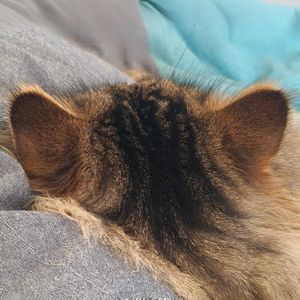 podcaster-avatar