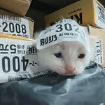 橙汁刷牙器