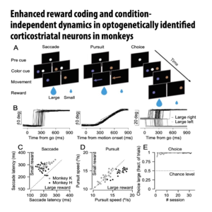 832-Corticostriatal Neurons in Monkeys