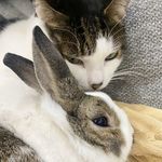 兔言猫语