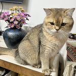 每天都很满意的竹竹