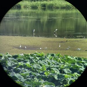 注视一只白色的鹭 | 037 北京大运河与沙河