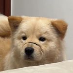 潇洒悍妇