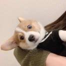 不在线_HROc