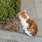 瓜子er是猫