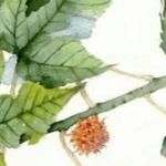 迷毂花