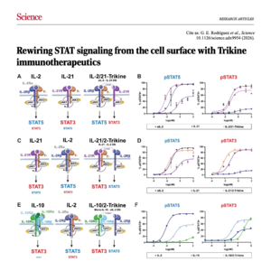 775-Rewiring STAT Signaling with Trikine Immunotherapeutics
