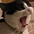 忧郁的两斤鸡屎