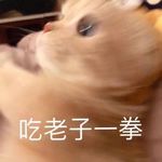 多抓猫