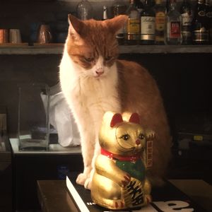 小小Sugarcanex